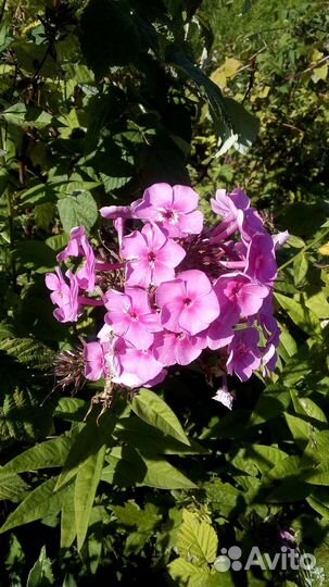 Рудбекия, флоксы