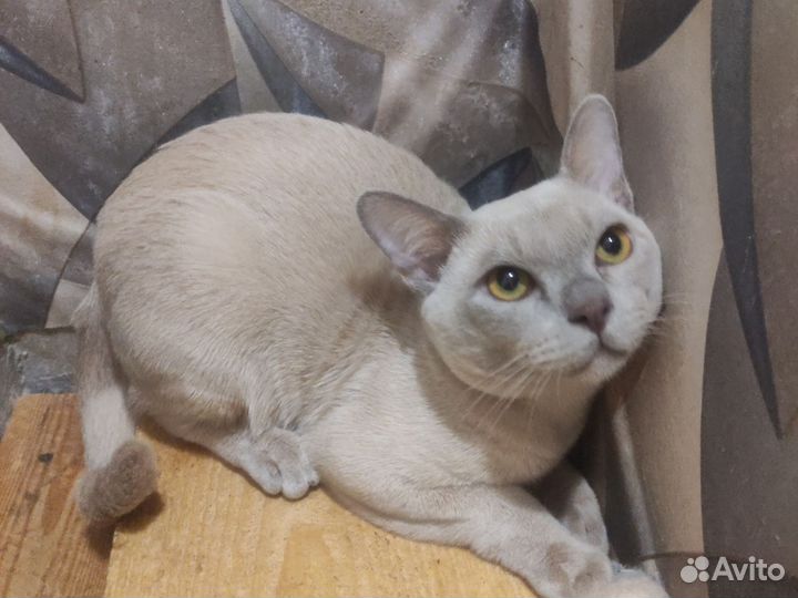 Котик лиловый