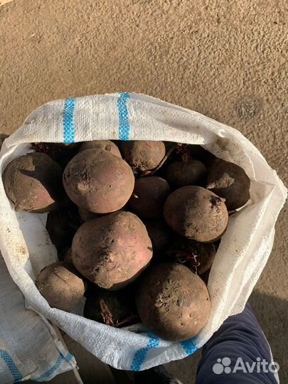 Свекла оптом Пабло