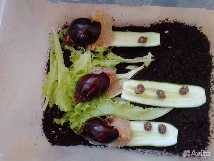 Косметологические улиточки