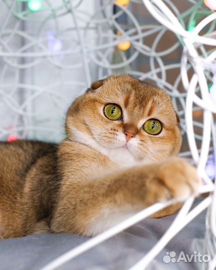 Шотландские котята вислоухие золотая шиншилла