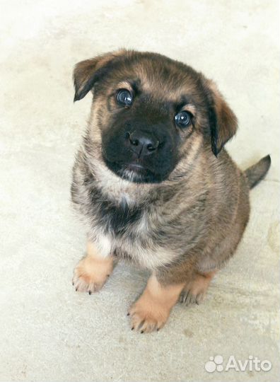 Щенок Амур, 1,5 мес., в дар