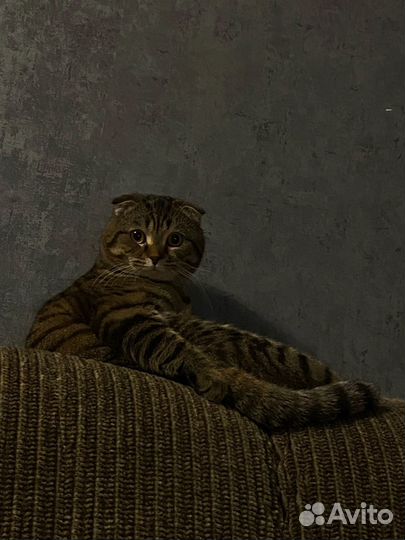Скотиш фолд вязка