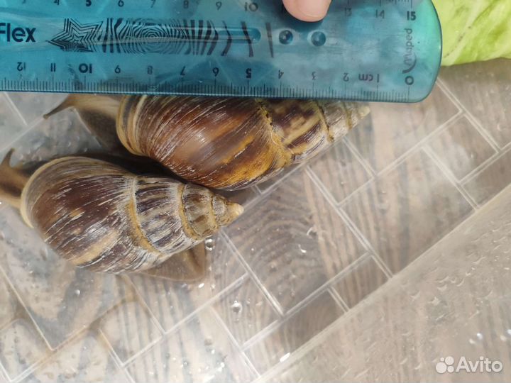 Улитки ахатины большие