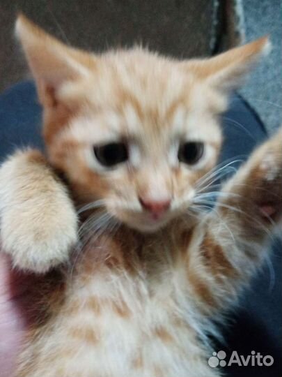 Отдам котят в добрые руки