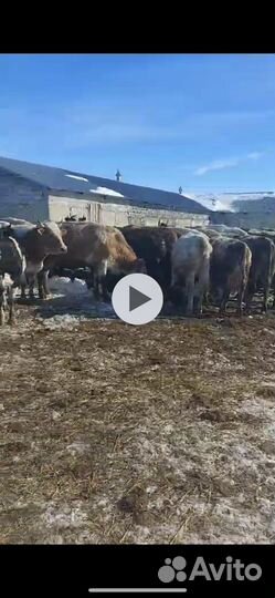 Продажа крс коровы телки