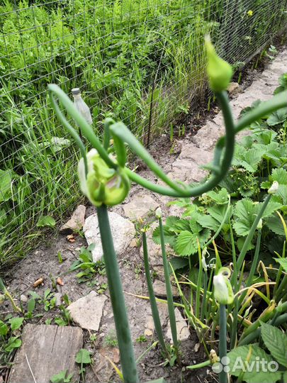 Египетский лук