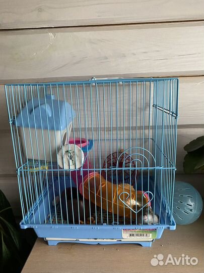 Джунгарский хомячок