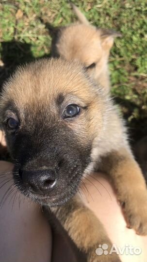 Щенки в добрые руки