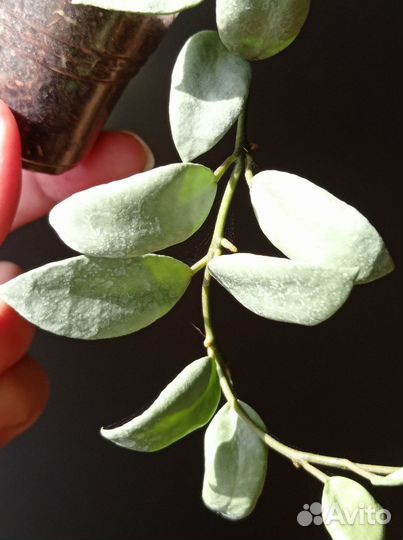 Хойи лакунозы