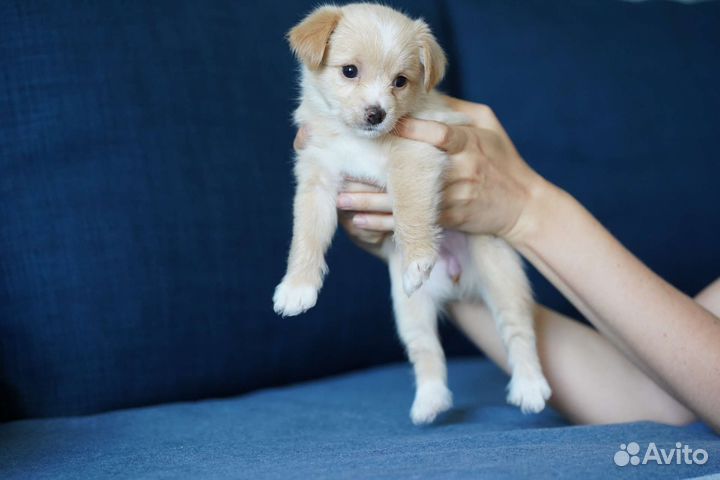 Йоркширский терьер щенки