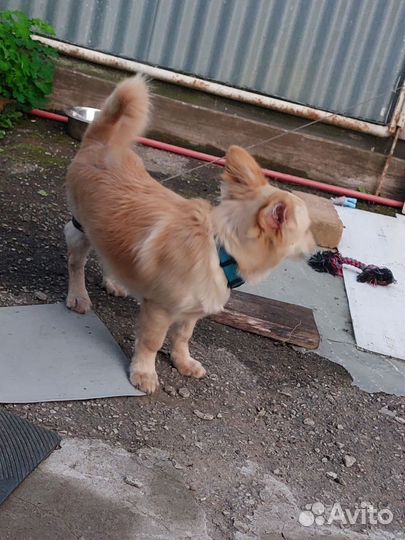 Собака в добрые руки отдам бесплатно