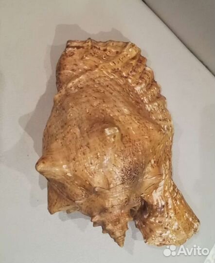 Ракушки для аквариума