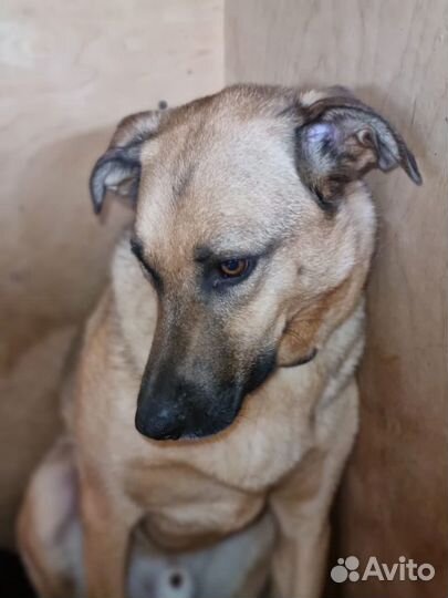 Молодой песик грустит в приюте