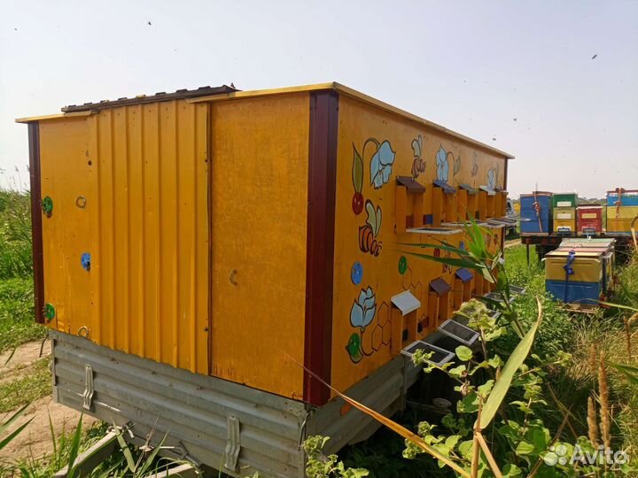 Хобби продажа пчёл и улии