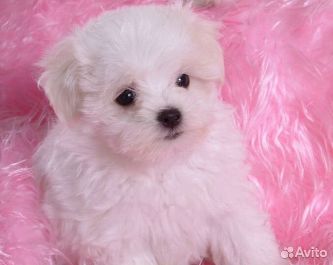 Щенки в Иркутске