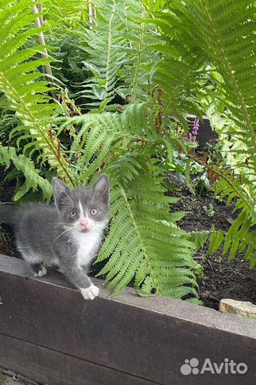 Котята