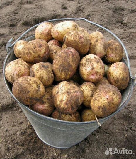 Продам картофель