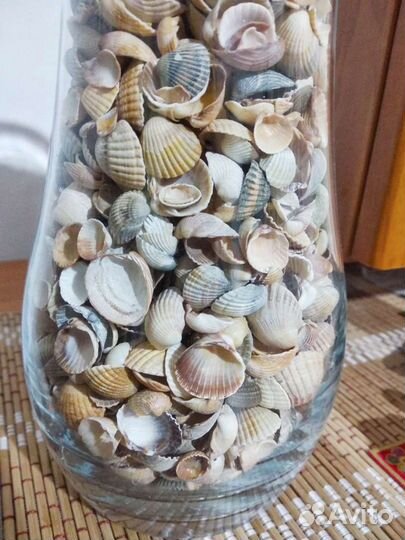 Ракушки Азовского моря