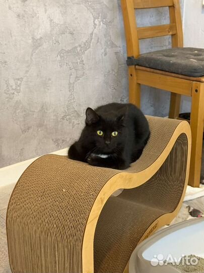 Молодая кошечка