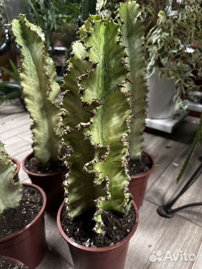 Эуфорбия вариегатная