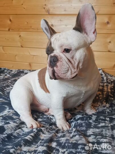 Французский бульдог