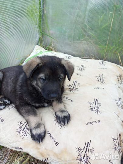 Щенки ищут дом