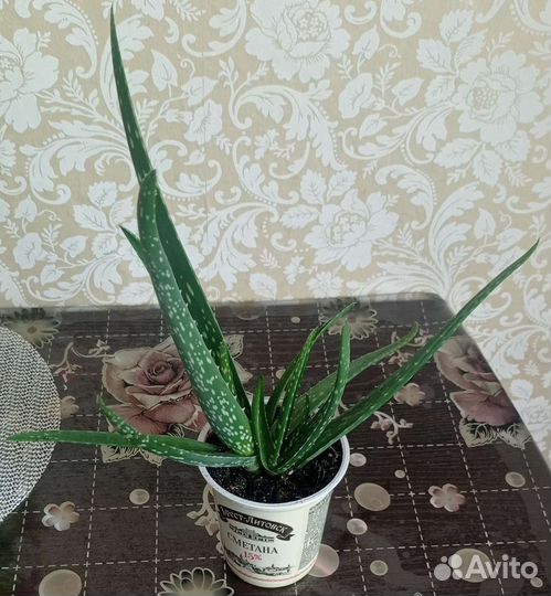 Алоэ вера (лечебное растение)