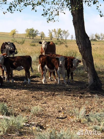 Телки герефорд (крс) 50 голов