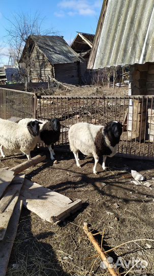 Овцы бараны дорпер