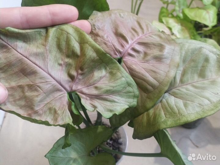 Сингониумы