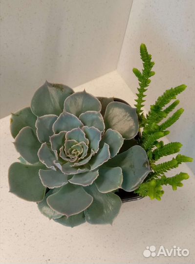 Композиция из суккулентов