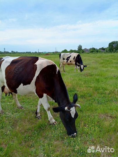 Корова дойная
