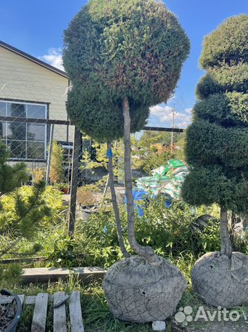 Можжевельник виргинский