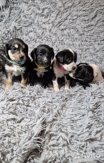 Щенки русского охотничьего спаниеля