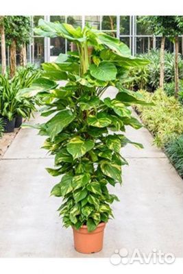 Эпипремнум золотистый.Очищает воздух