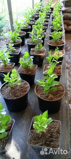 Гортензия меджик Кристал