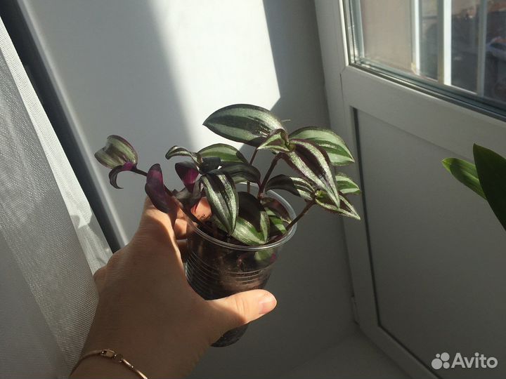 Традесканция зебрина