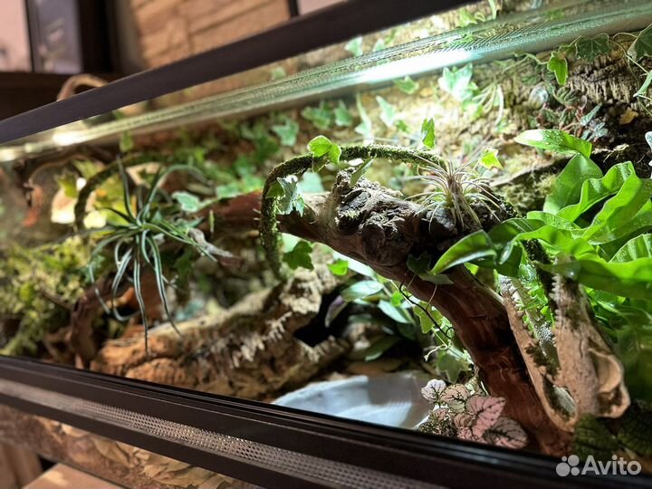 Террариум с природным фоном