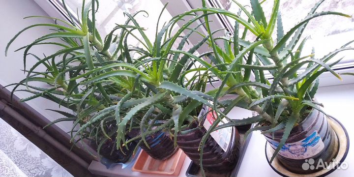 Алоэ (столетник) трёхлетнее