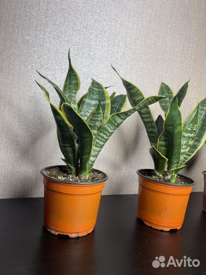 Сансевиерия комнатные цветы