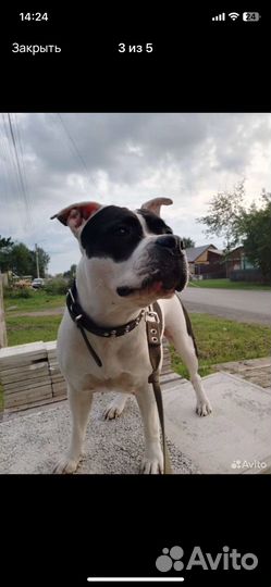 Американский питбуль