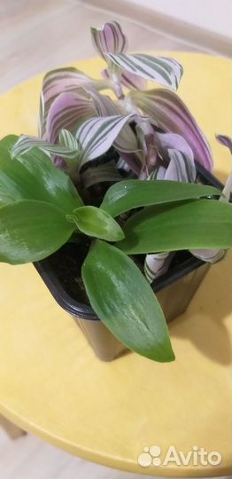 Традесканция двух видов