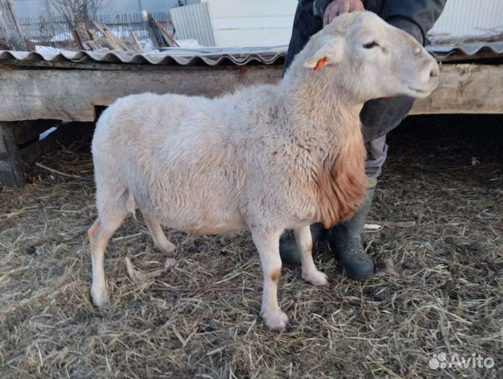 Катумские бараны, овцы, быки