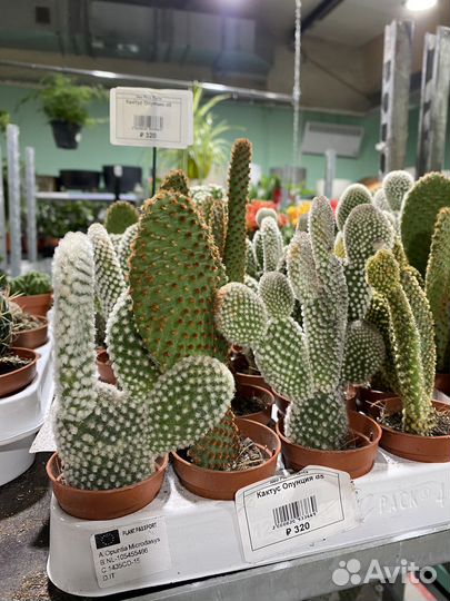 Кактус опунция