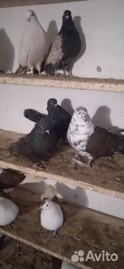 Продам голубей