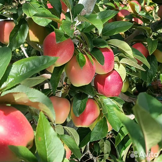 Яблоки домашние