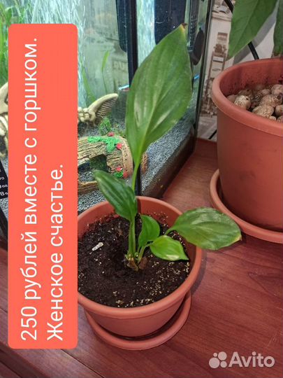 Комнатные растения и цветы