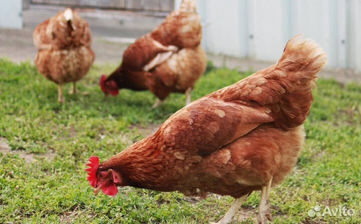 Куры несушки с доставкой