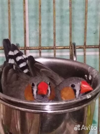 Зебровые амадины